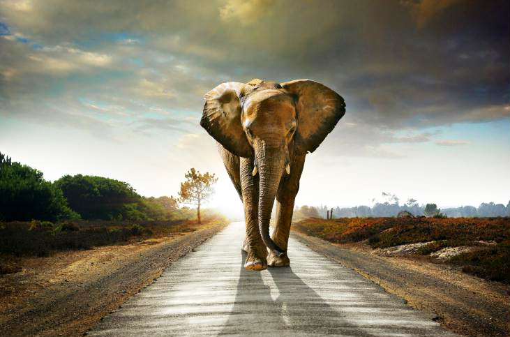MF048 Wall décor art photographic on canvas wildlife lone elephant on road